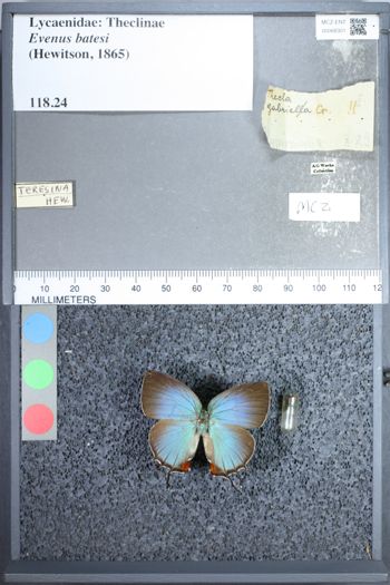 Media type: image;   Entomology 68301